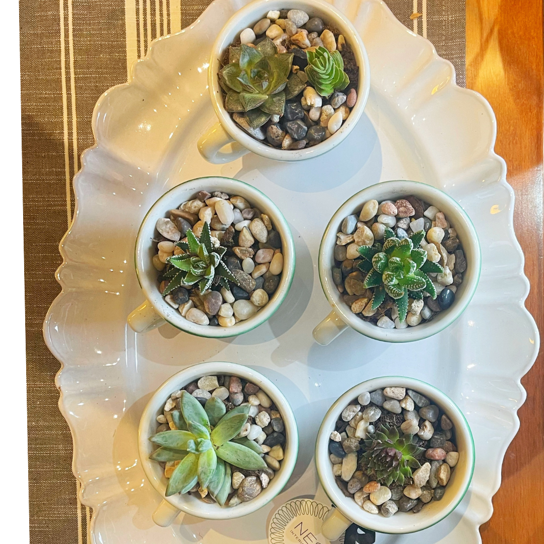 succulent in mug Succulent Garden in Vintage Mugs – Nest Interior Design