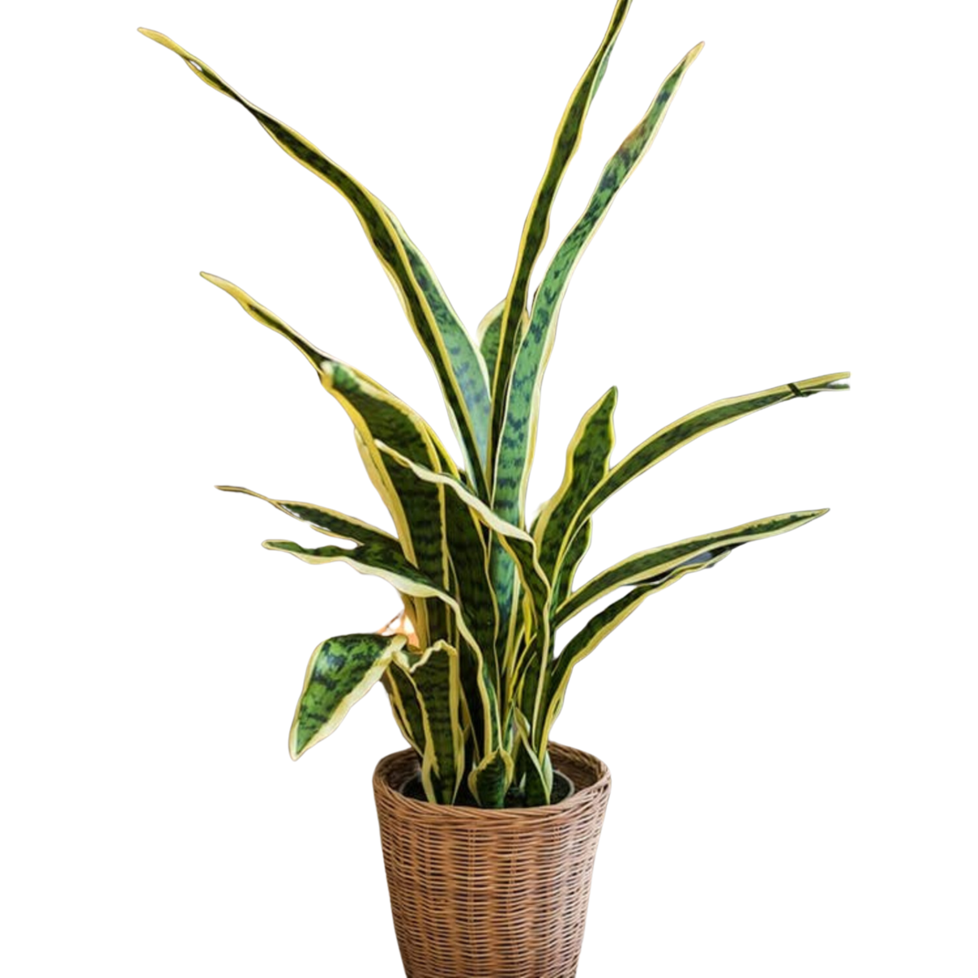 artificial sansevieria snake plant Potted Artificial Yellow Edged Leaf Plant – Nest Interior Design