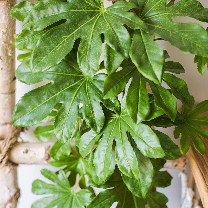 Artificial Plant Fatsia Leaf Vines  - Nested