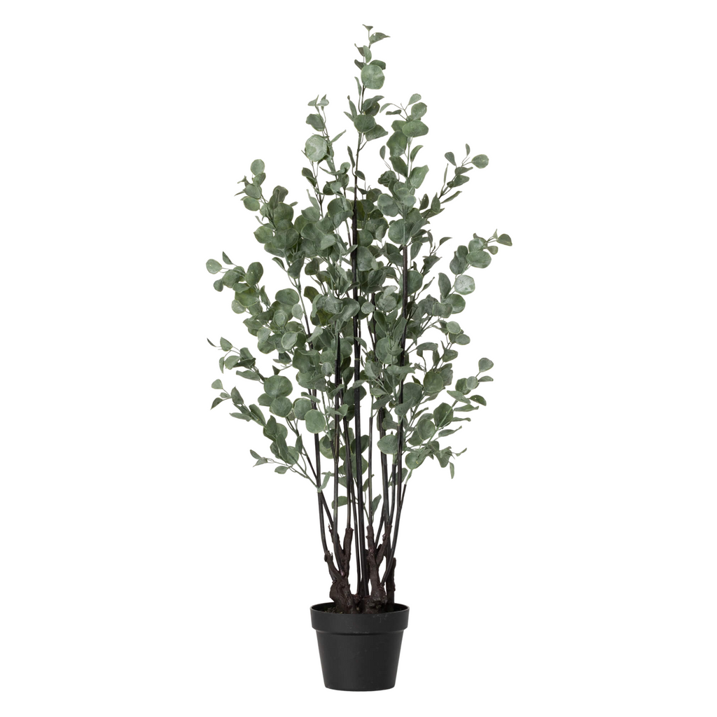 Robust Potted Eucalyptus Tree - Nested Designs