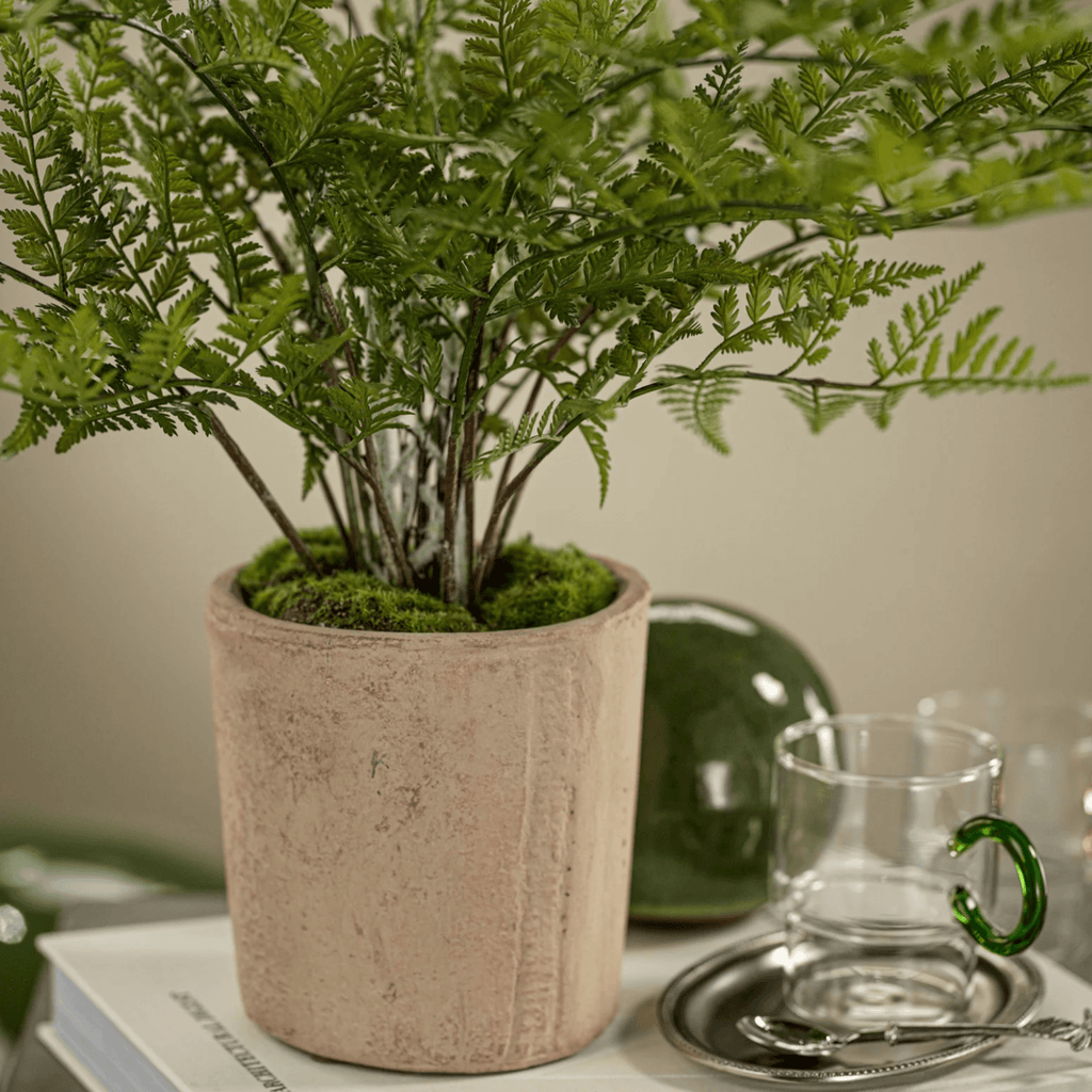 Lady Fern in Pot - Nested Designs