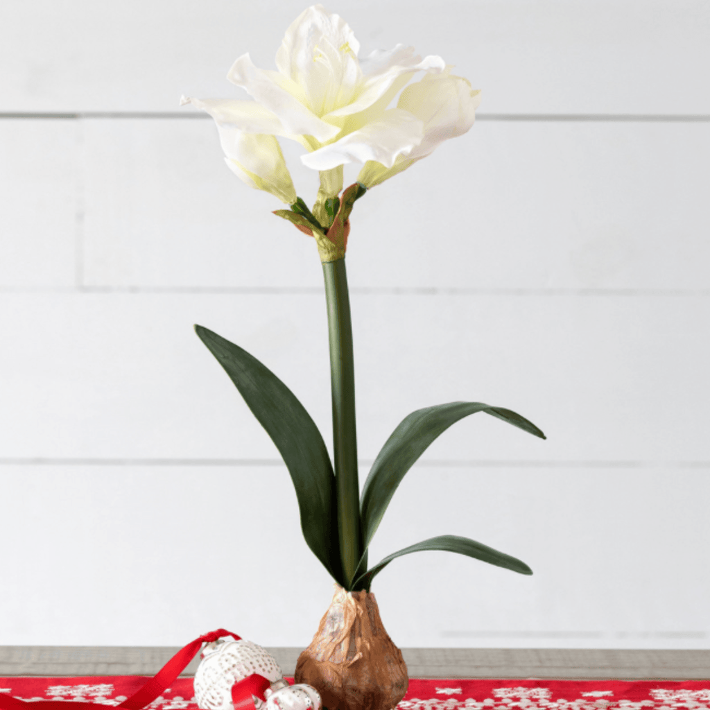 Amaryllis in Bulb Pot, White - Nested Designs