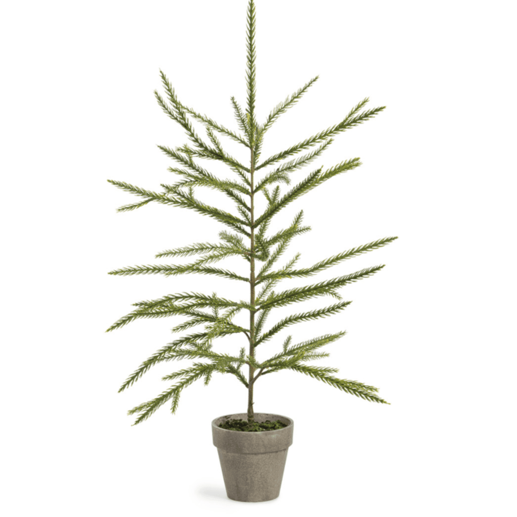 Norfolk Pine Potted Seedling Large - Nested Designs