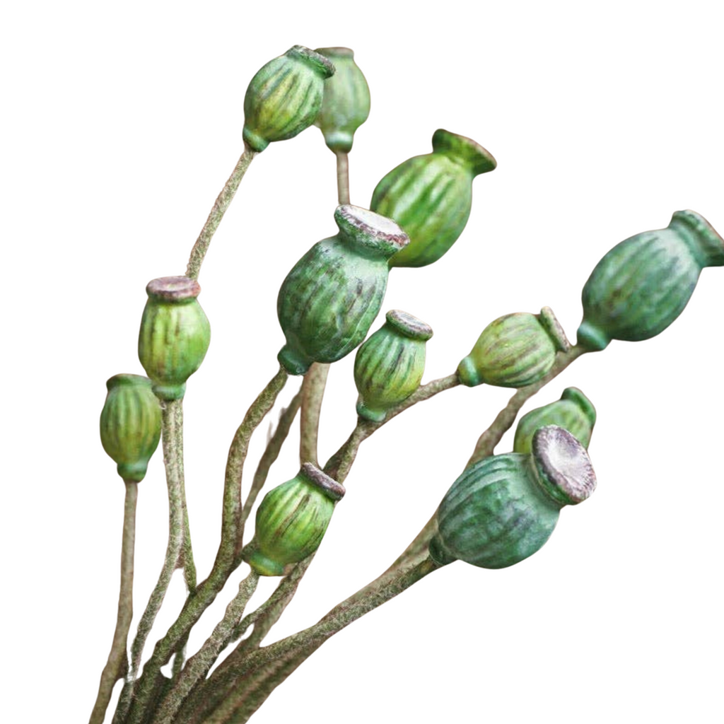 Green Poppy Fruit Stem - Nested