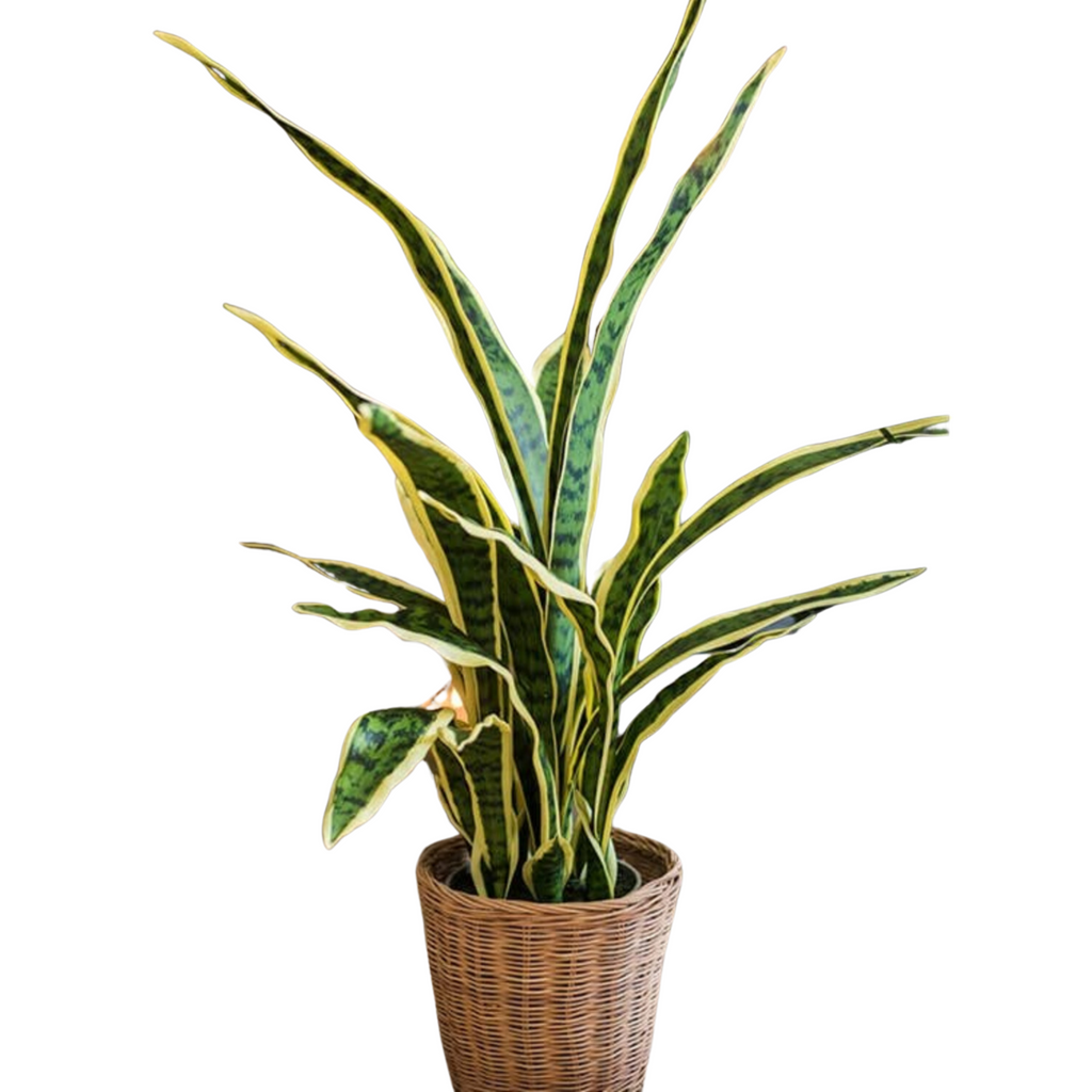 Potted Artificial Yellow Edged Leaf Plant - Nested