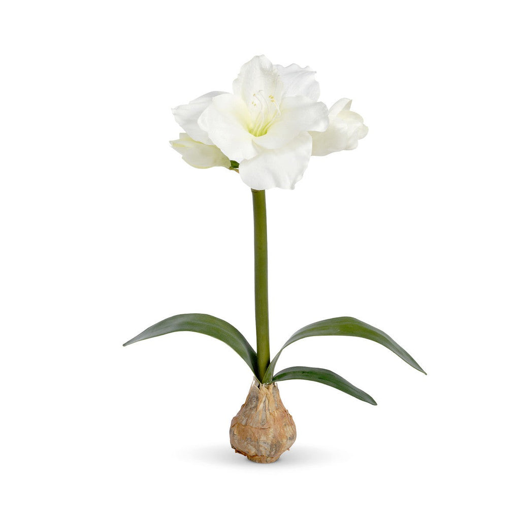 Amaryllis in Bulb Pot, White - Nested Designs