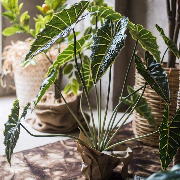 Potted Artificial Alocasia Plant - Nested