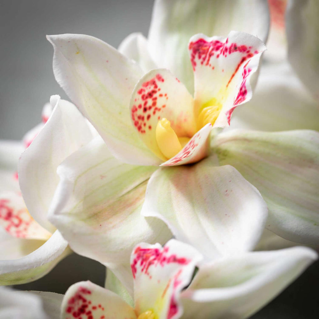 White Cymbidium Orchid Stem - Nested Designs