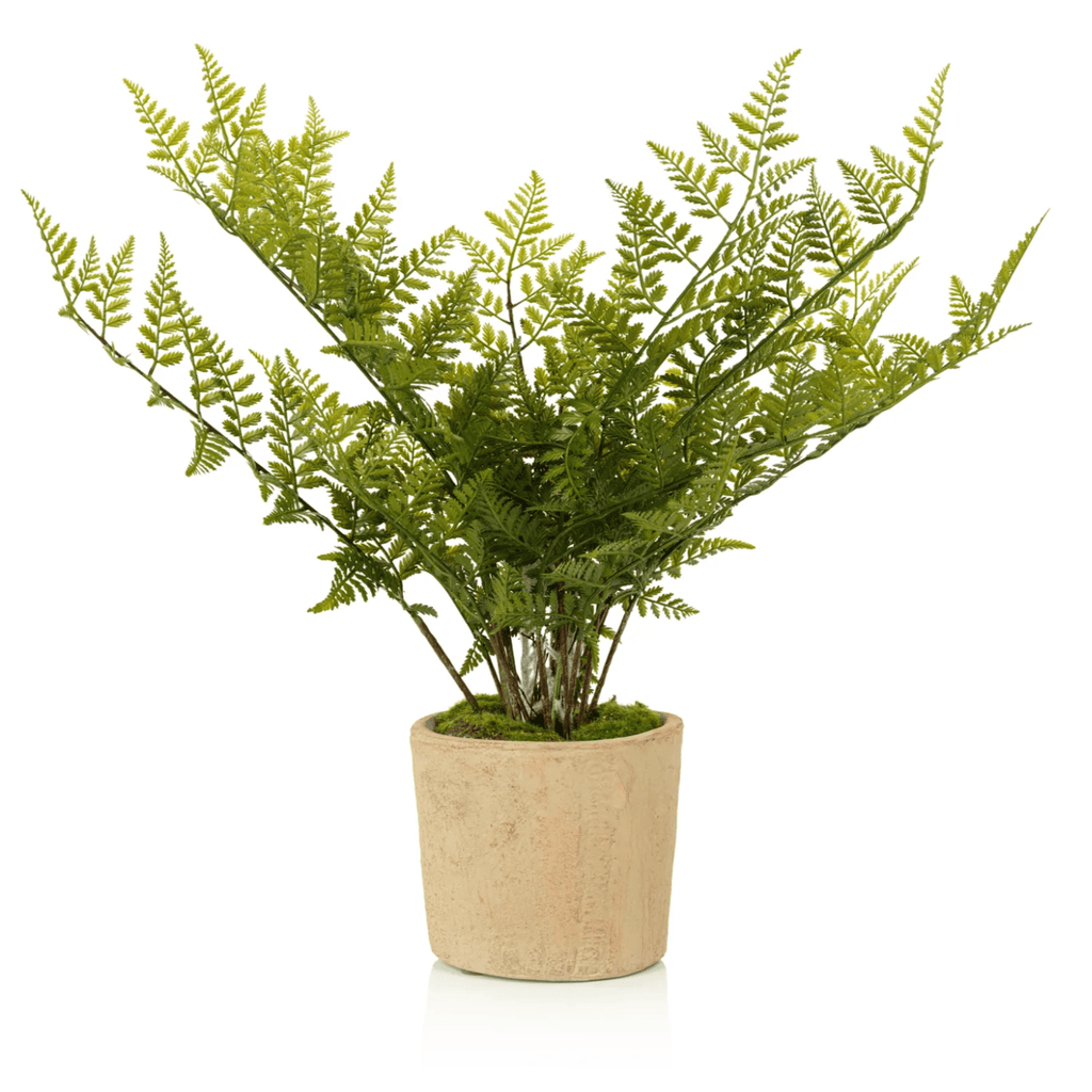 Lady Fern in Pot - Nested Designs